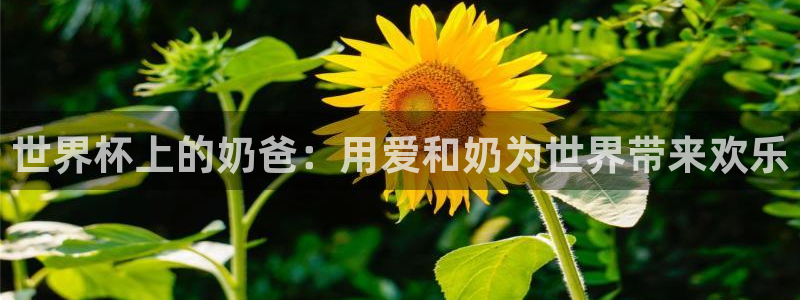 2026足球世界杯赛程：世界杯上的奶爸：用爱和奶为世界带来欢乐